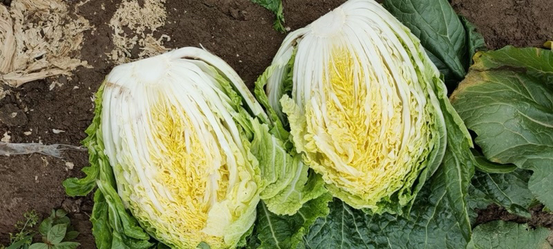 精品大白菜