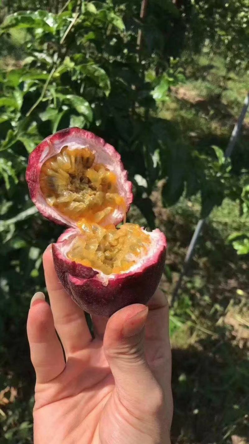 紫香一号百香果百香果苗产量高长势快全国包邮