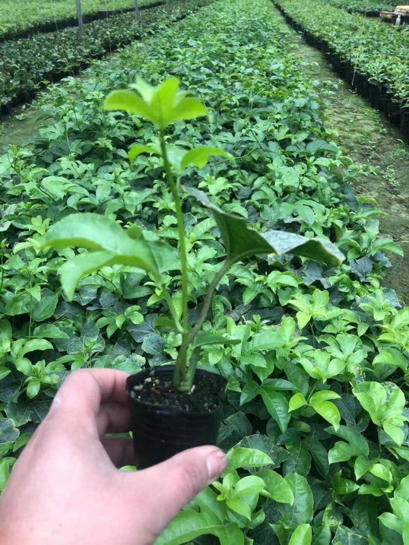 紫香一号百香果百香果苗产量高长势快全国包邮