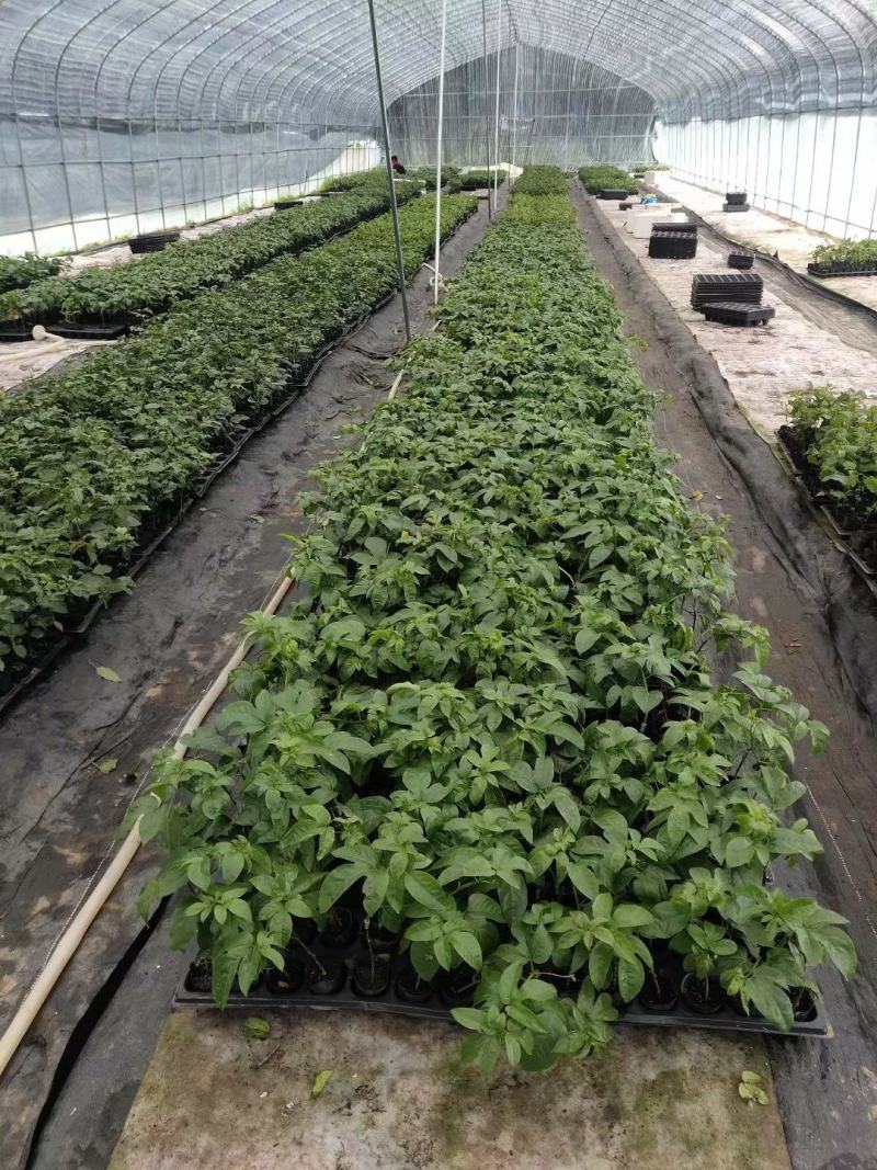 紫香一号百香果百香果苗产量高长势快全国包邮