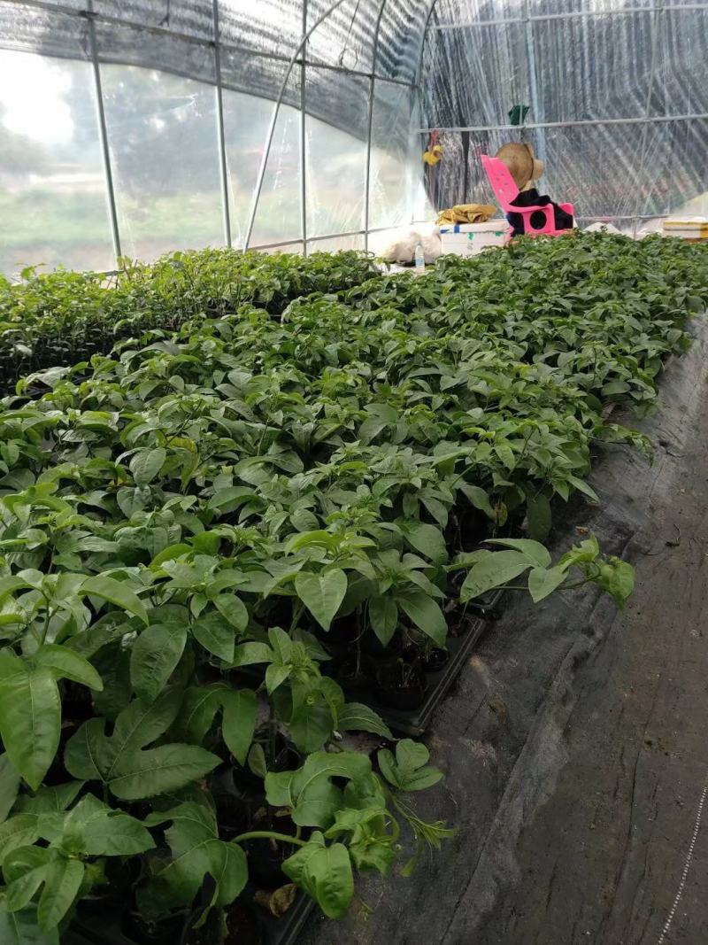 紫香一号百香果百香果苗产量高长势快全国包邮