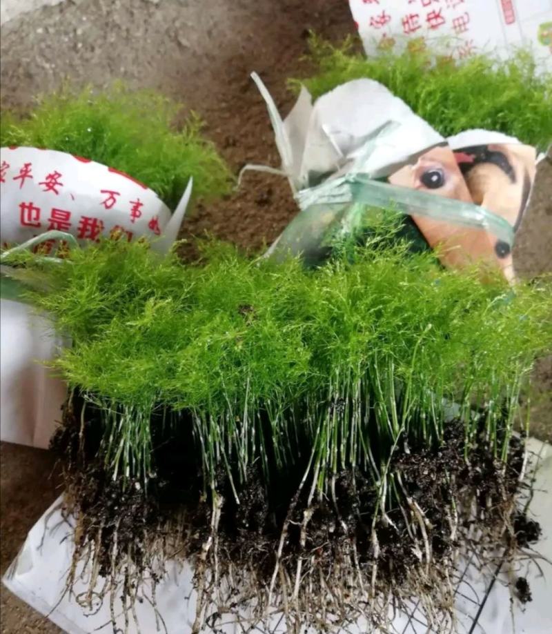 铁杆文竹8公分左右高1000棵起批除了偏远地区包