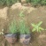 粉黛乱子草各种草花，地被宿根绿化苗木基地