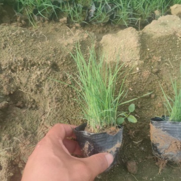 粉黛乱子草各种草花，地被宿根绿化苗木基地