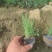 粉黛乱子草各种草花，地被宿根绿化苗木基地
