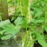 七粒白芸豆掉价了