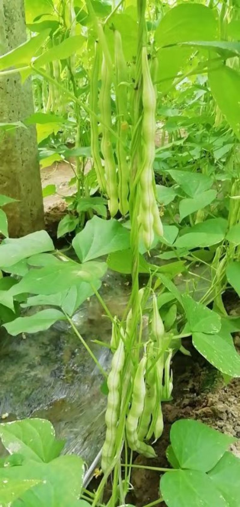 七粒白芸豆掉价了