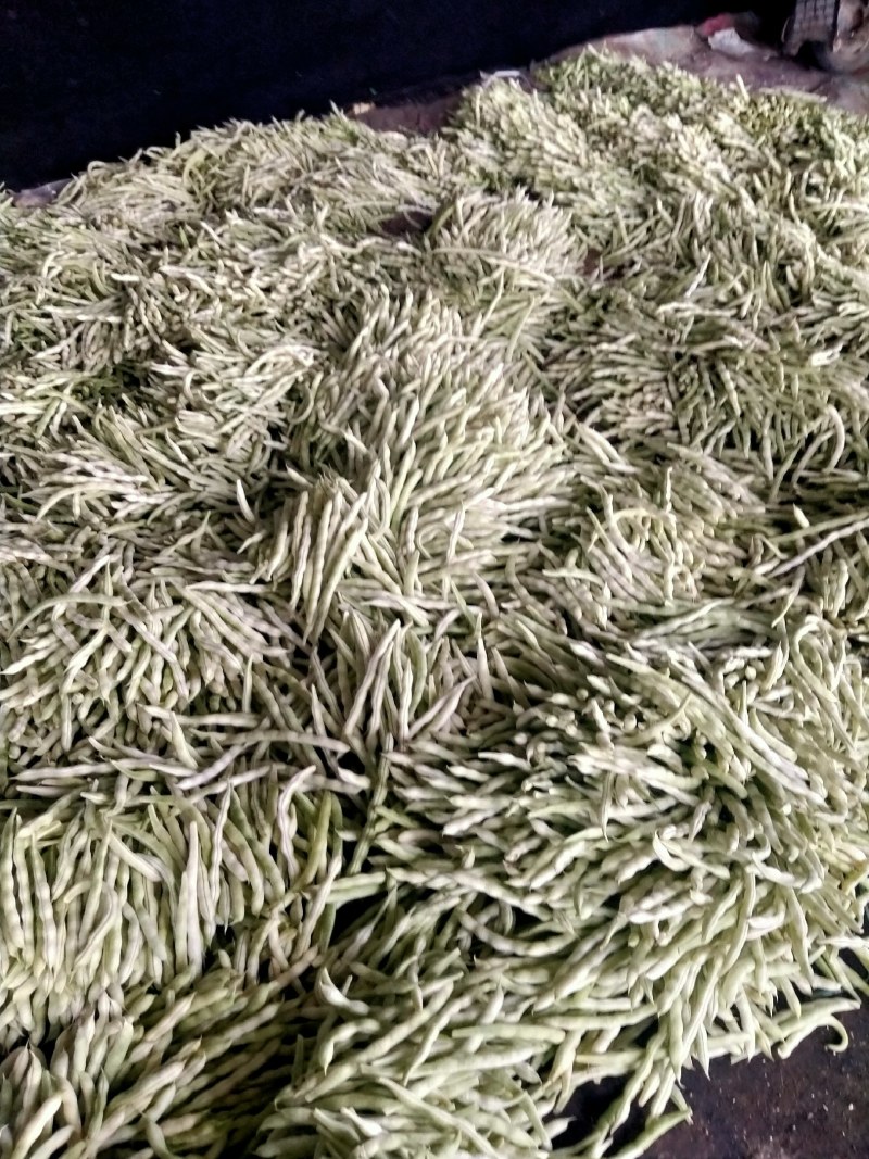 七粒白芸豆掉价了