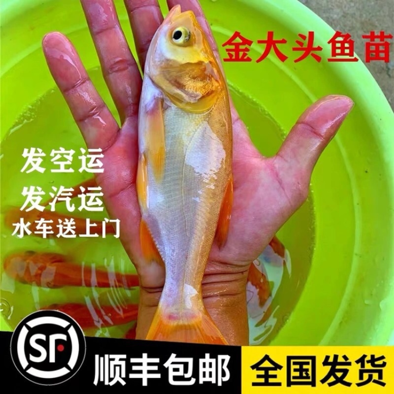 金大头鱼苗金鳙鱼苗金鲢鱼苗金胖头鱼苗