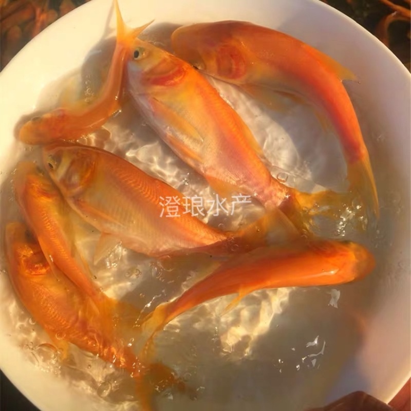 金大头鱼苗金鳙鱼苗金鲢鱼苗金胖头鱼苗