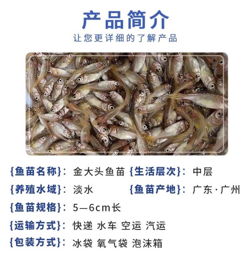 金大头鱼苗金鳙鱼苗金鲢鱼苗金胖头鱼苗