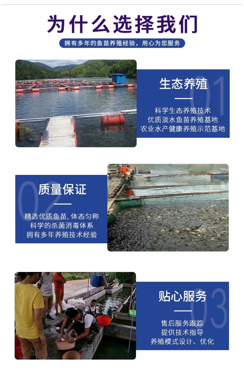 金大头鱼苗金鳙鱼苗金鲢鱼苗金胖头鱼苗