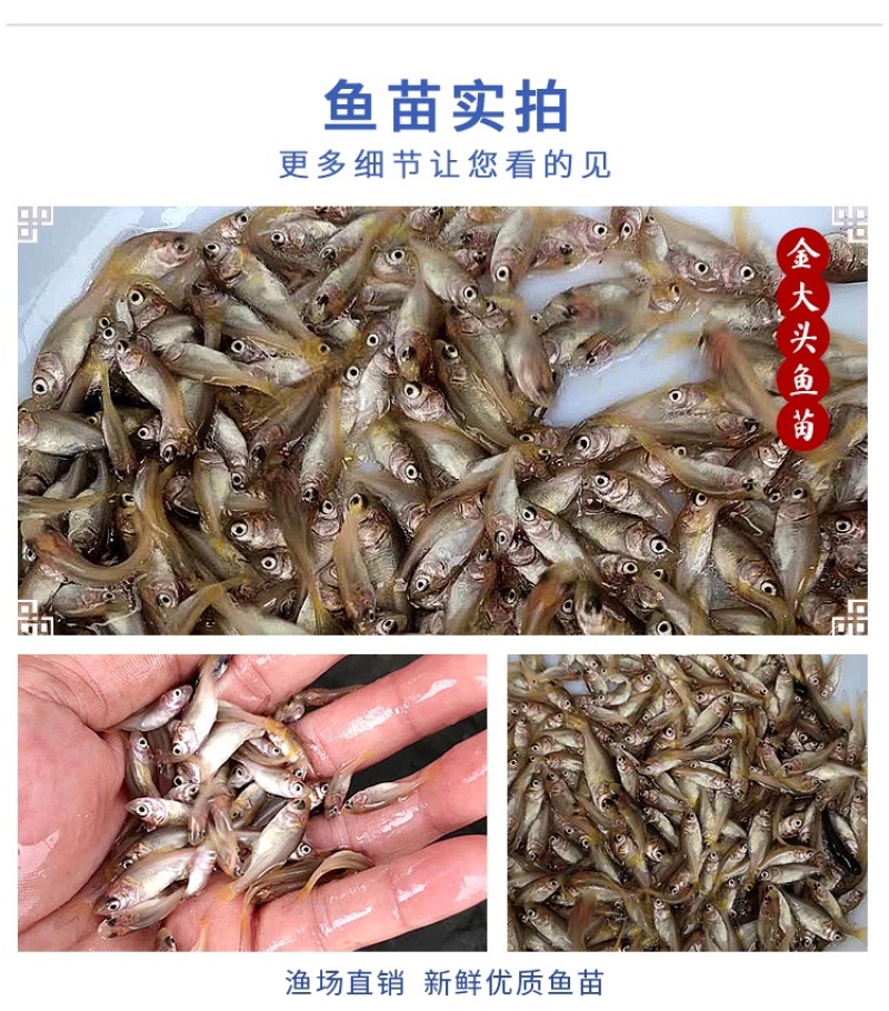 金大头鱼苗金鳙鱼苗金鲢鱼苗金胖头鱼苗