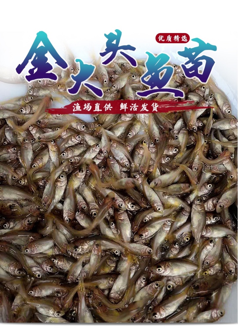金大头鱼苗金鳙鱼苗金鲢鱼苗金胖头鱼苗