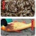 金大头鱼苗金鳙鱼苗金鲢鱼苗金胖头鱼苗