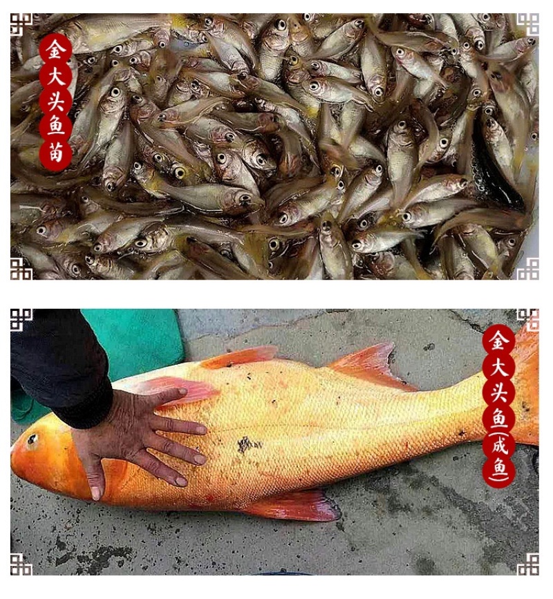 金大头鱼苗金鳙鱼苗金鲢鱼苗金胖头鱼苗