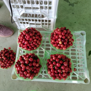 大樱桃大量上市