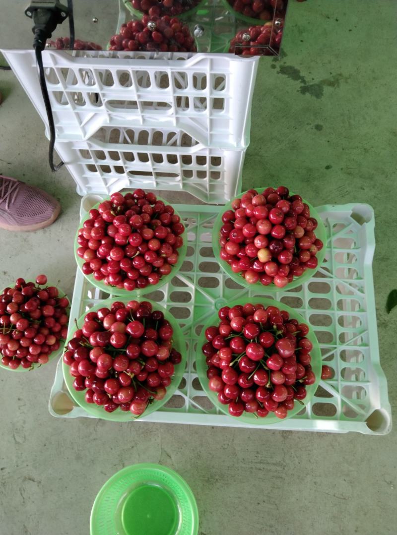 大樱桃大量上市