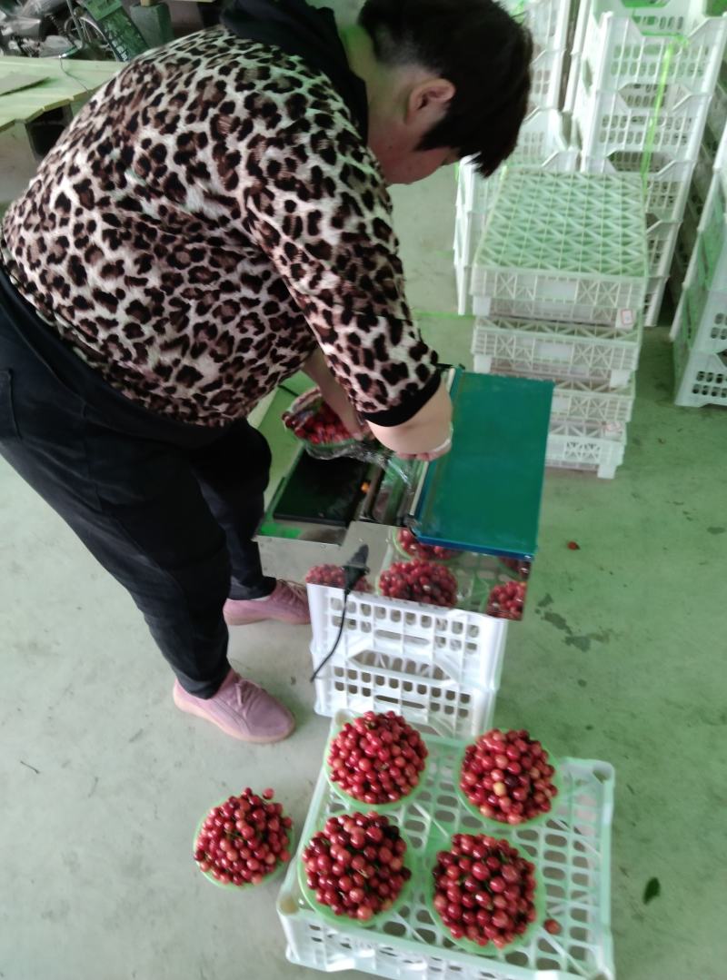 大樱桃大量上市