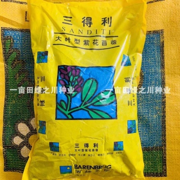 进口法国三得利紫花苜蓿种子北方型耐寒大叶紫花苜蓿草籽