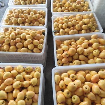 黄桃，黄油桃，面积万亩，货量充足，供应水果超市。市场批发