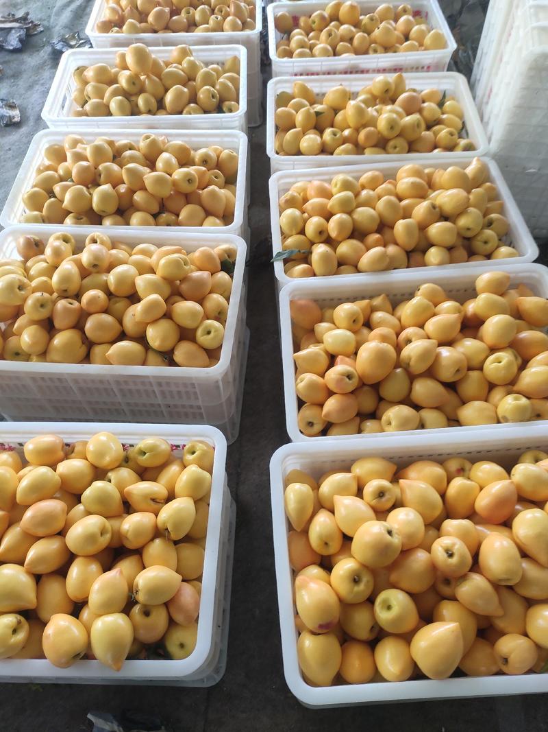 黄桃，黄油桃，面积万亩，货量充足，供应水果超市。市场批发