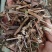 野生中草药溪黄草溪黄草茶产地直销货源充足