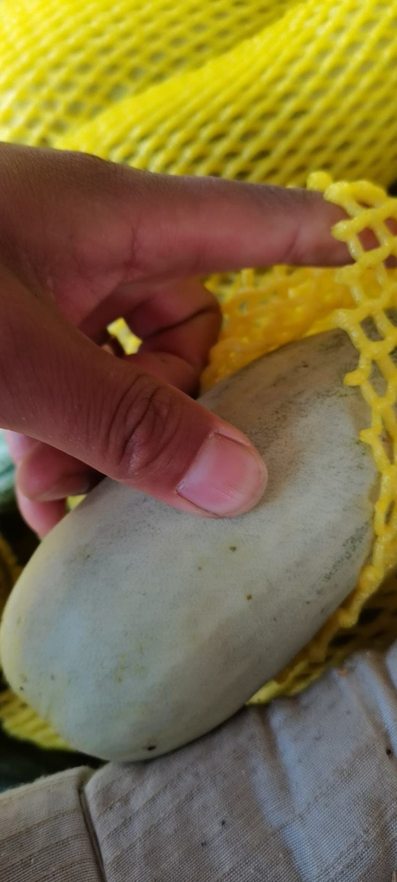绿宝精品甜瓜沙地河北甜瓜大量上市可视频
