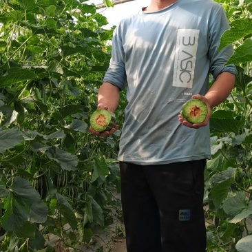 绿宝精品甜瓜沙地河北甜瓜大量上市可视频