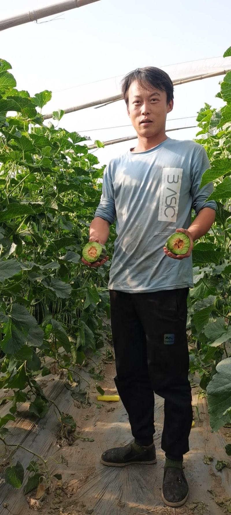 绿宝精品甜瓜沙地河北甜瓜大量上市可视频