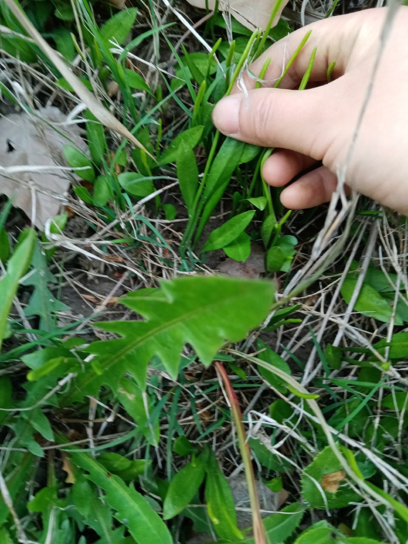 纯野生一支箭，产地供应，鲜货干货均供应