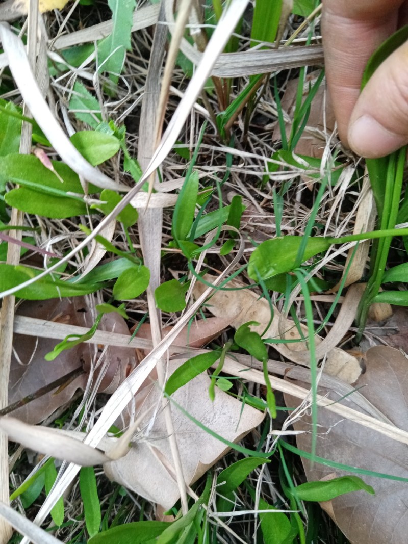 纯野生一支箭，产地供应，鲜货干货均供应