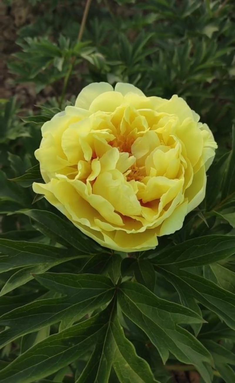 国内外千层大花重瓣观赏芍药，品种齐全保证质量，