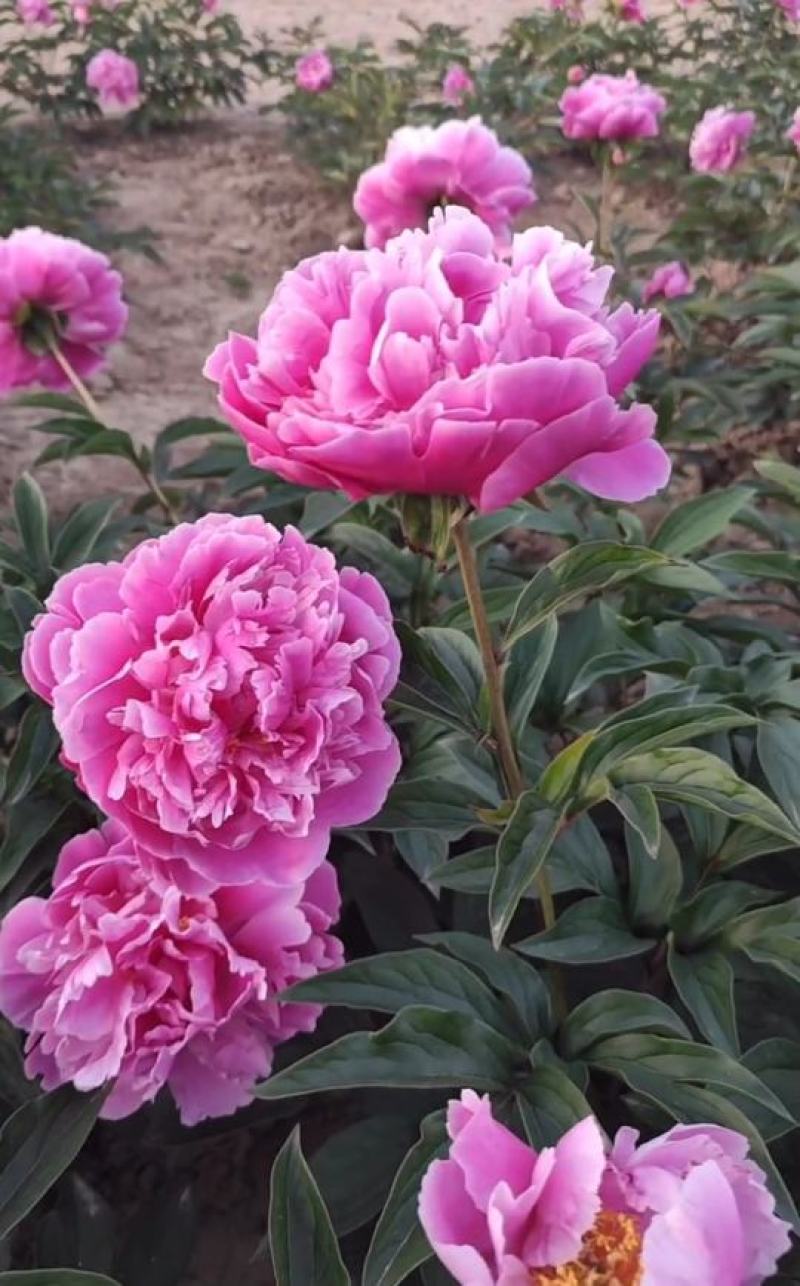 国内外千层大花重瓣观赏芍药，品种齐全保证质量，