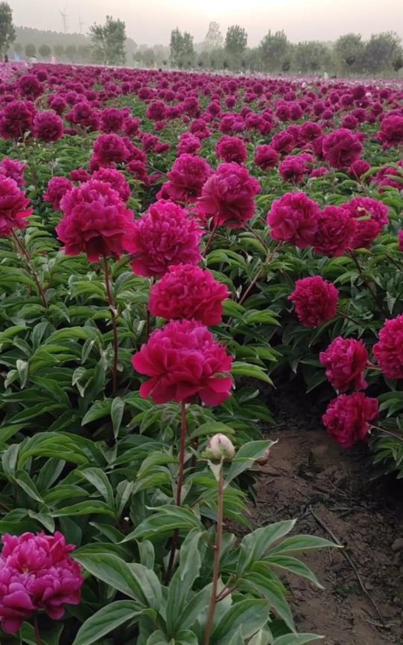 国内外千层大花重瓣观赏芍药，品种齐全保证质量，