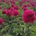 国内外千层大花重瓣观赏芍药，品种齐全保证质量，