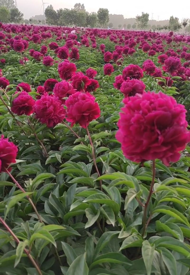 国内外千层大花重瓣观赏芍药，品种齐全保证质量，