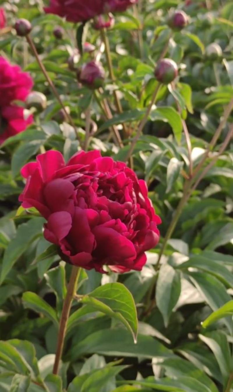 国内外千层大花重瓣观赏芍药，品种齐全保证质量，