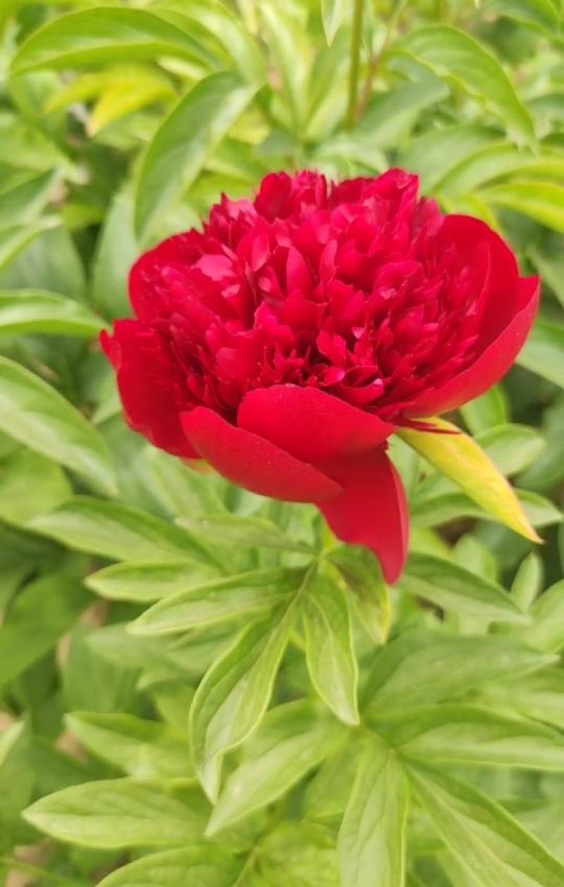 国内外千层大花重瓣观赏芍药，品种齐全保证质量，