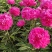 国内外千层大花重瓣观赏芍药，品种齐全保证质量，