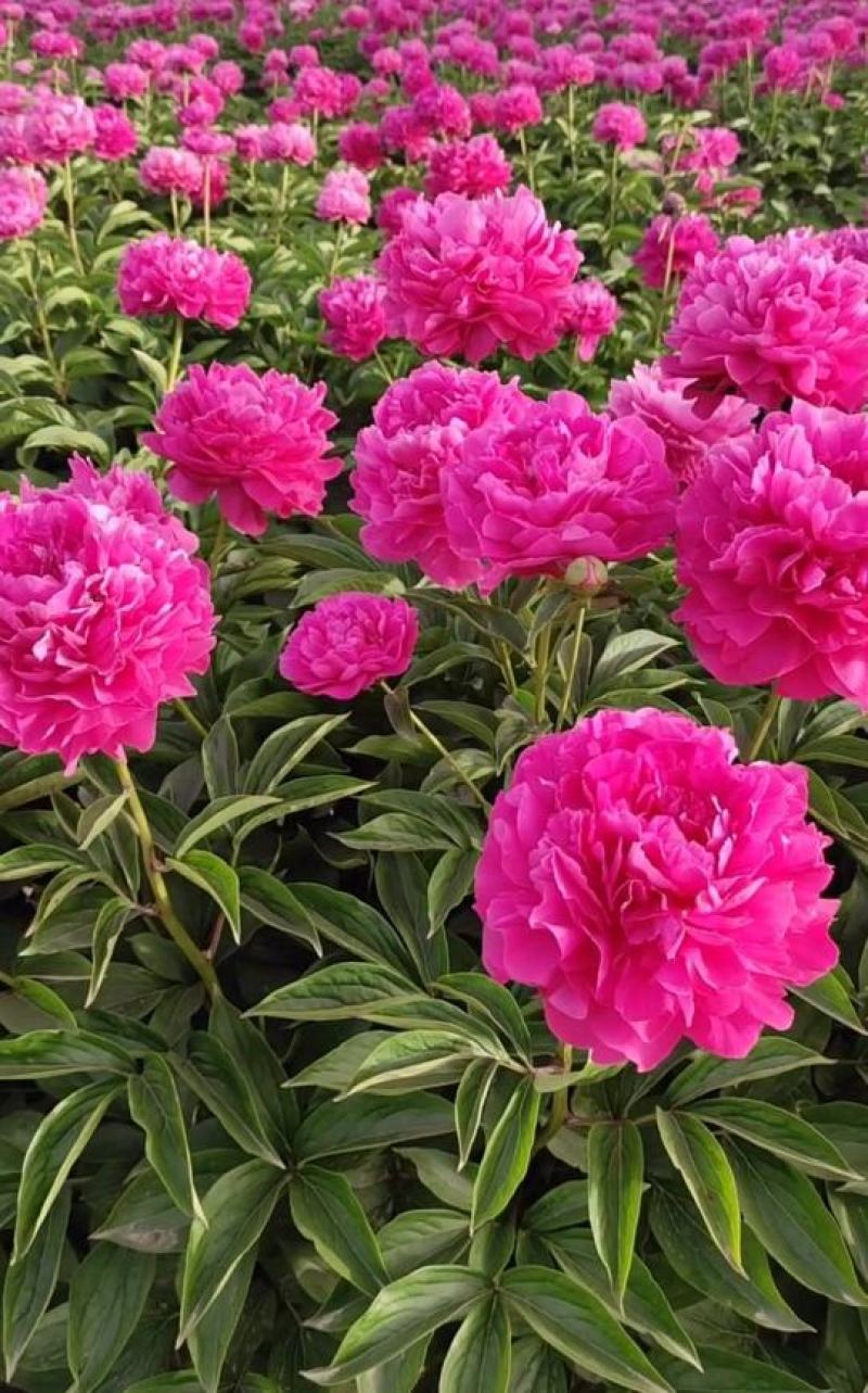 国内外千层大花重瓣观赏芍药，品种齐全保证质量，