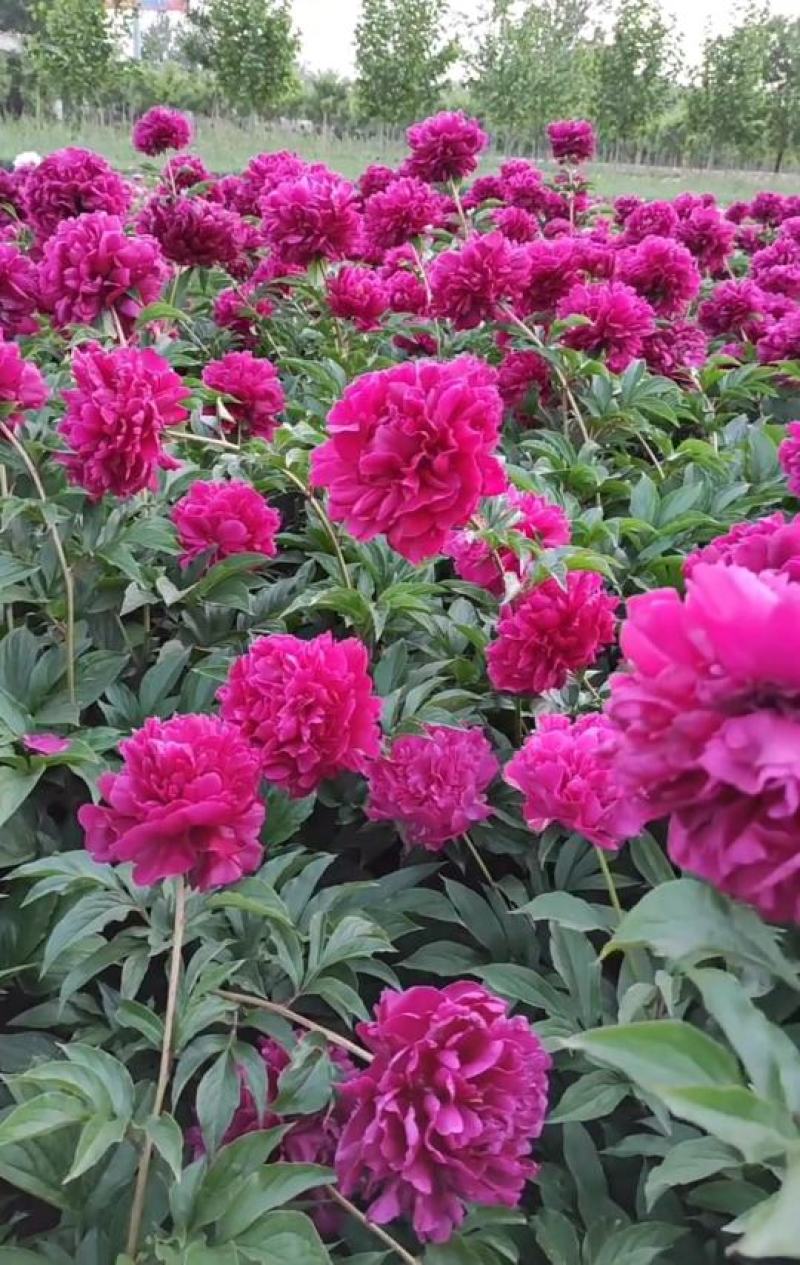 国内外千层大花重瓣观赏芍药，品种齐全保证质量，