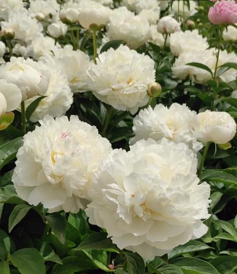 国内外千层大花重瓣观赏芍药，品种齐全保证质量，