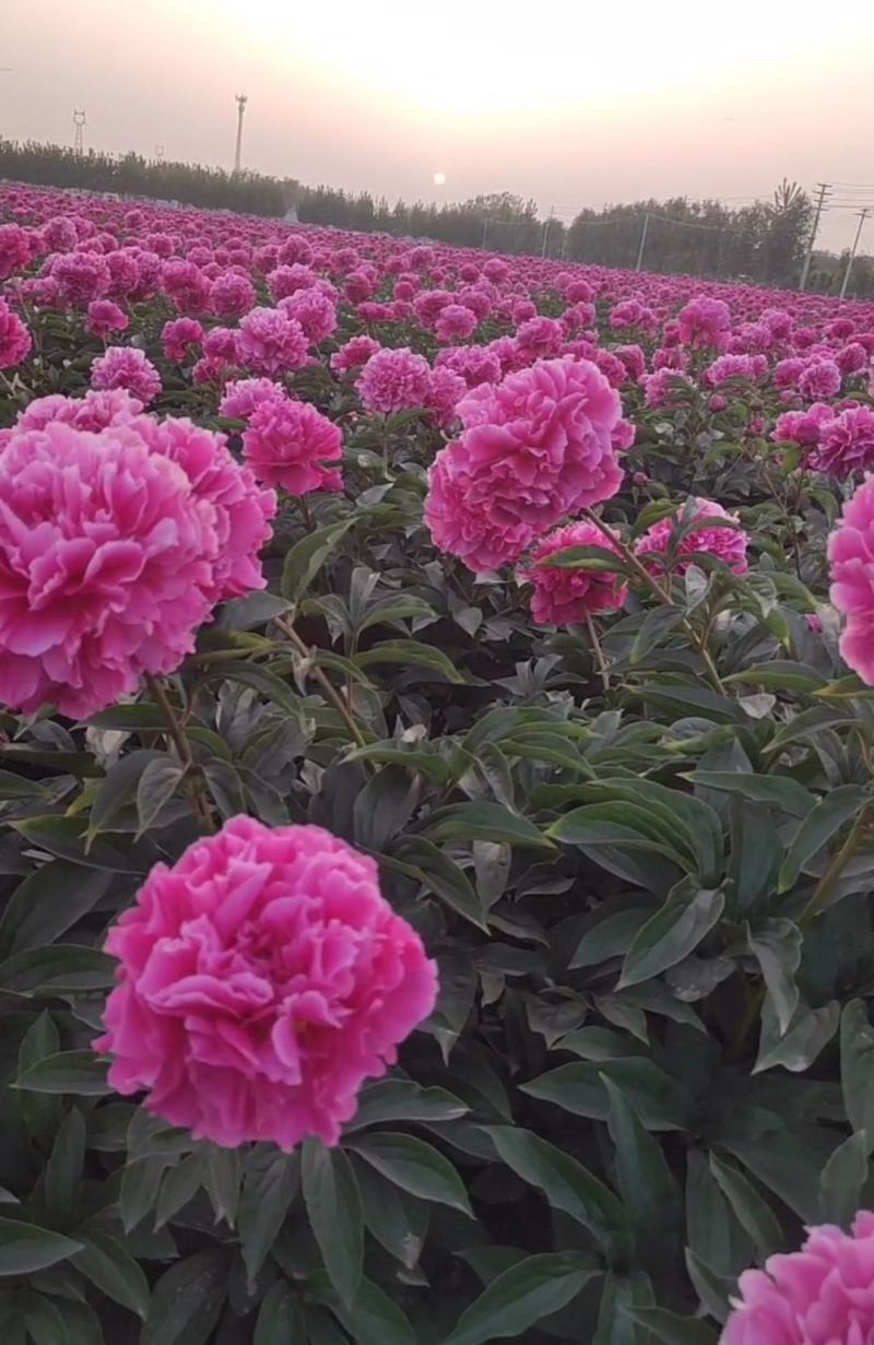 国内外千层大花重瓣观赏芍药，品种齐全保证质量，