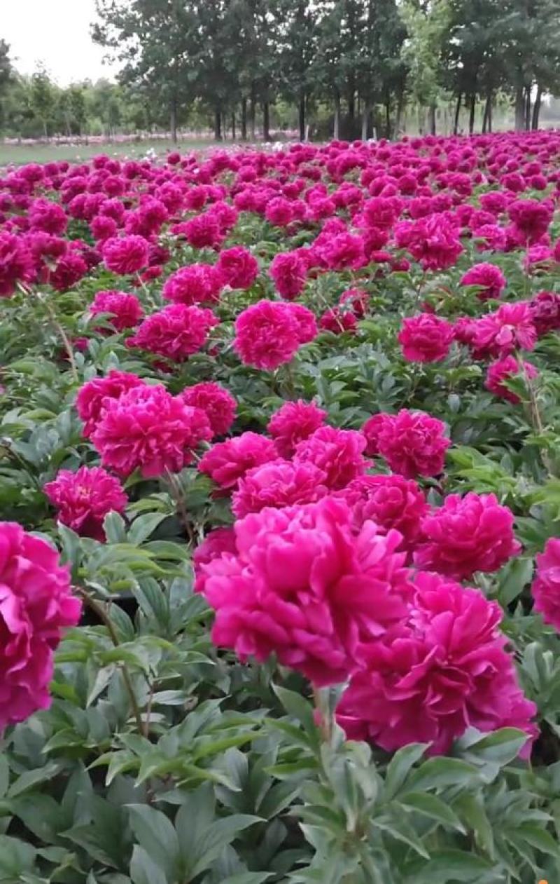 国内外千层大花重瓣观赏芍药，品种齐全保证质量，