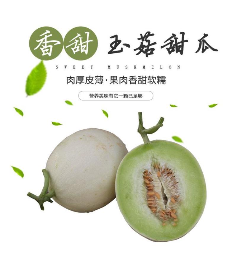 冰淇淋玉菇，香甜软糯，老少皆宜，大量上市。