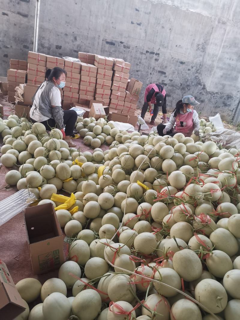 冰淇淋玉菇，香甜软糯，老少皆宜，大量上市。