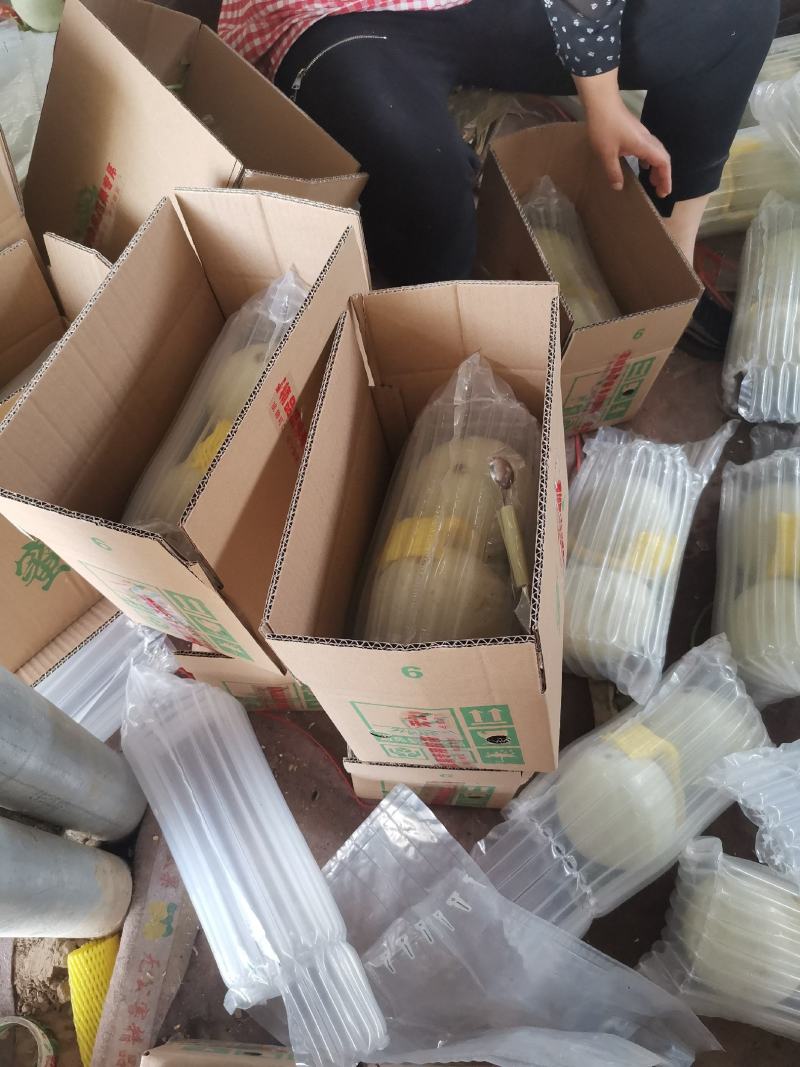 冰淇淋玉菇，香甜软糯，老少皆宜，大量上市。