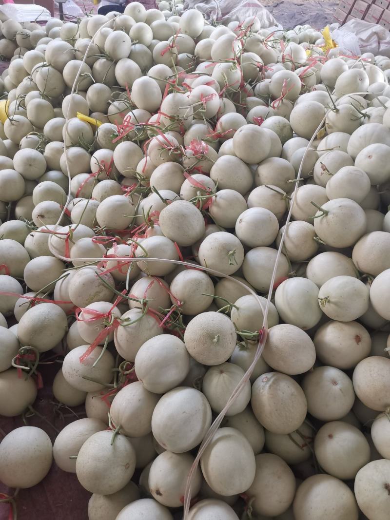 冰淇淋玉菇，香甜软糯，老少皆宜，大量上市。