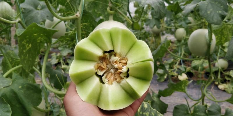 冰淇淋玉菇，香甜软糯，老少皆宜，大量上市。